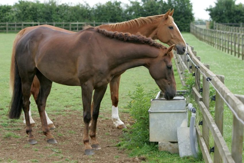 Why You Should Feed Your Horse Organic Selenium?